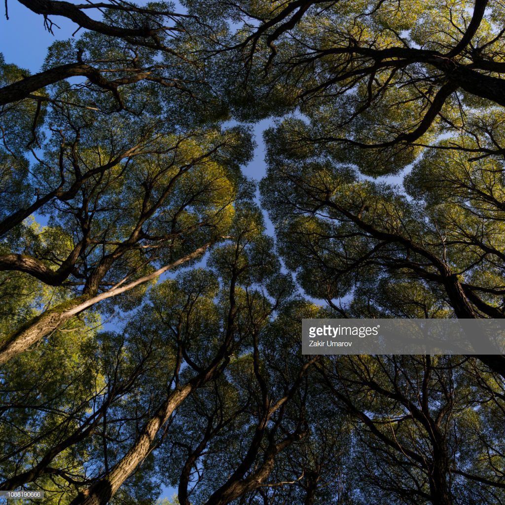 fractal tree